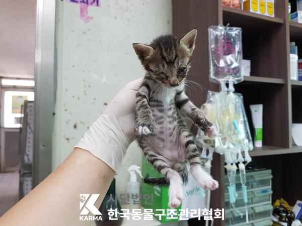 [고양이] 한국 고양이 서울-금천-2025-00085 유기동물 배경 이미지 입니다.