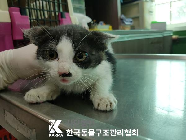 [고양이] 한국 고양이 서울-구로-2025-00075 유기동물 배경 이미지 입니다.