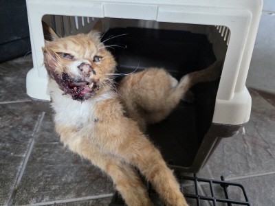 [고양이] 믹스묘 부산-금정-2025-00089 유기동물 배경 이미지 입니다.