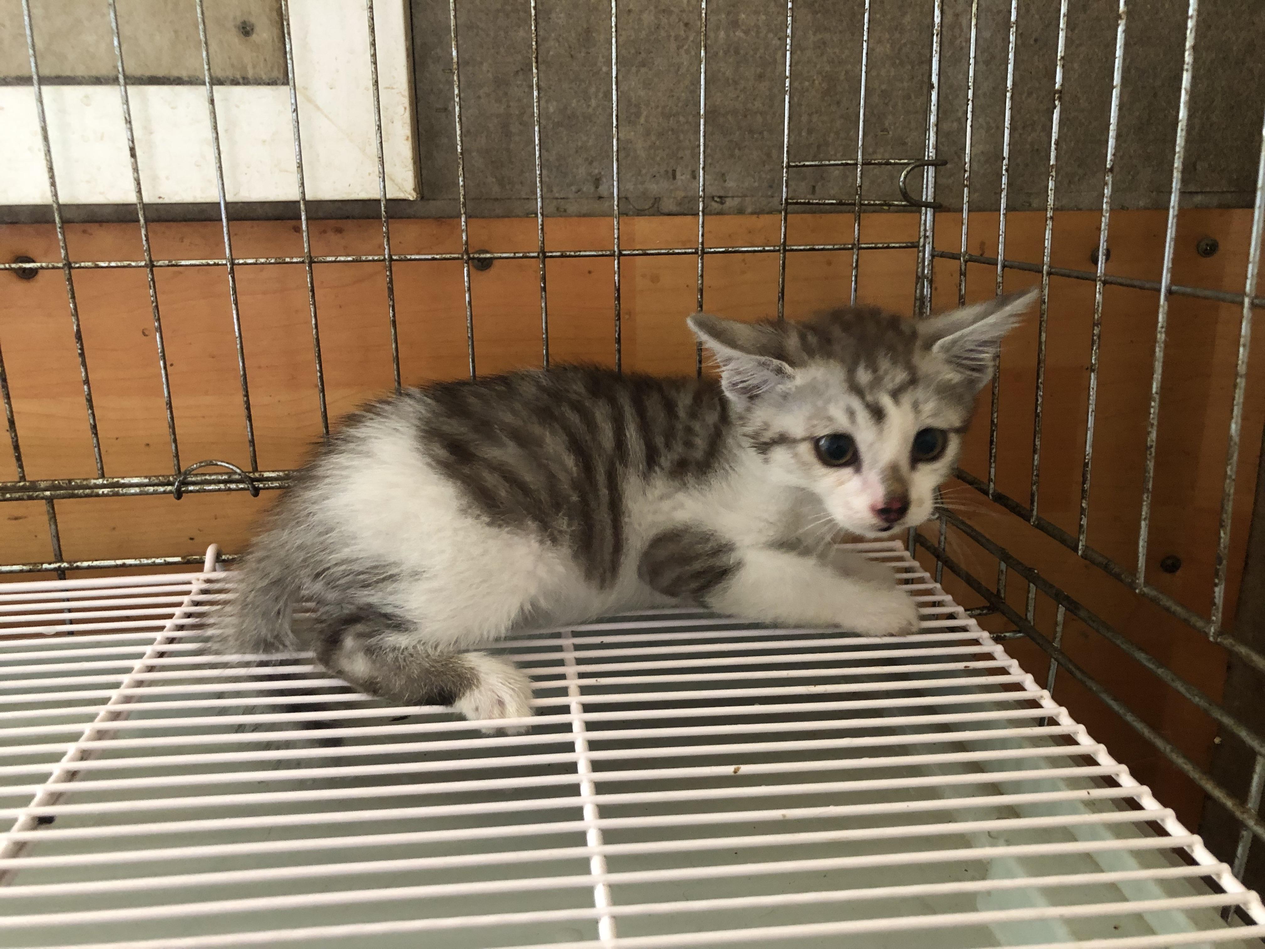 [고양이] 한국 고양이 부산-연제-2025-00088 유기동물 배경 이미지 입니다.