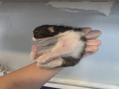 [고양이] 믹스묘 부산-금정-2025-00087 유기동물 배경 이미지 입니다.