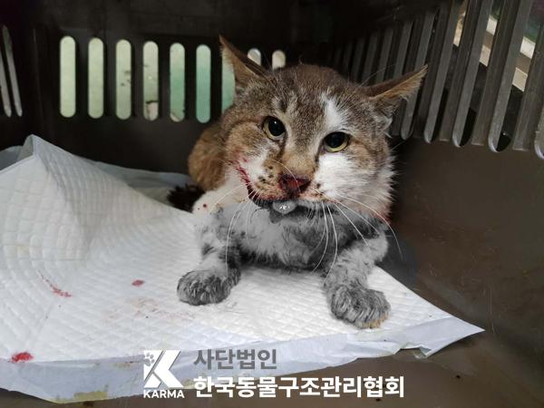 [고양이] 한국 고양이 경기-포천-2025-00514 유기동물 배경 이미지 입니다.