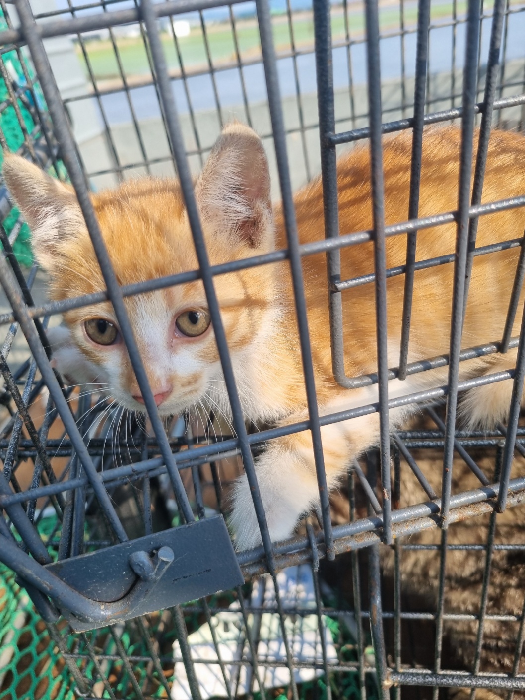 [고양이] 믹스묘 전북-부안-2025-00402 유기동물 배경 이미지 입니다.