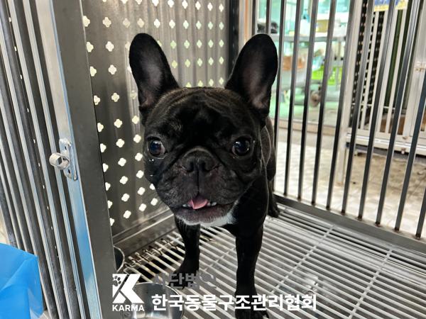 [개] 프렌치 불독 서울-영등포-2025-00041 유기동물 배경 이미지 입니다.