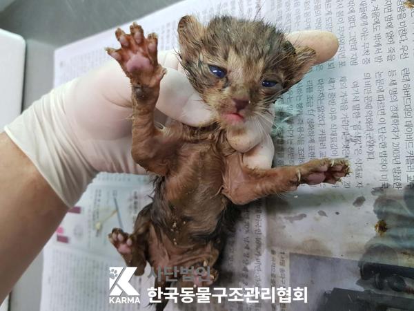 [고양이] 한국 고양이 서울-구로-2025-00078 유기동물 배경 이미지 입니다.