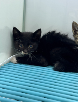 [고양이] 한국 고양이 울산-동구-2025-00071 유기동물 배경 이미지 입니다.