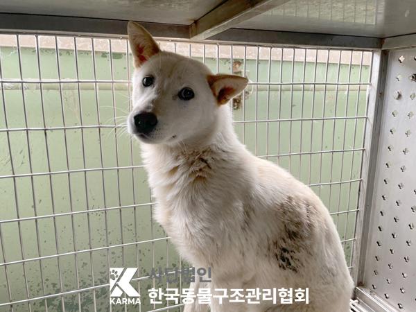 [개] 믹스견 경기-파주-2025-00452 유기동물 배경 이미지 입니다.