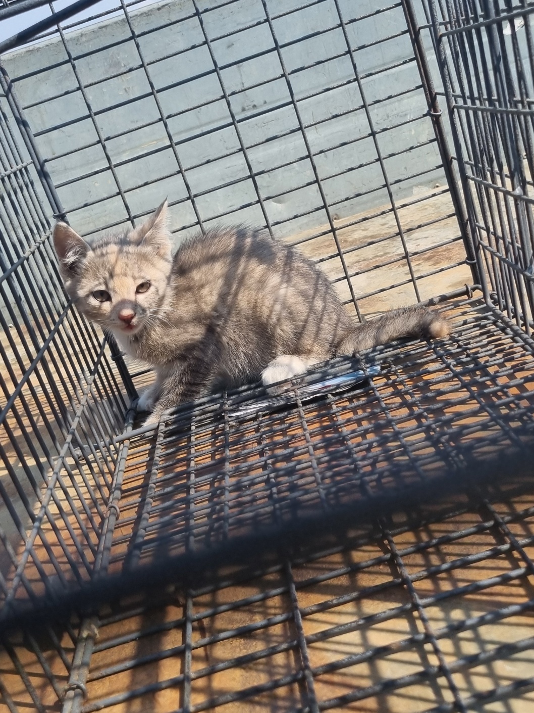 [고양이] 믹스묘 전북-부안-2025-00404 유기동물 배경 이미지 입니다.