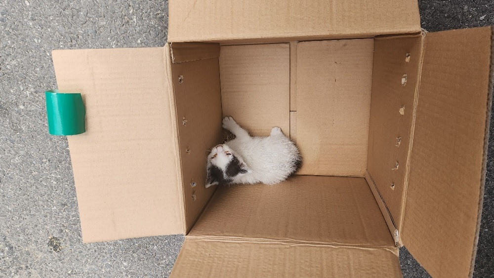 [고양이] 한국 고양이 대전-동구-2025-00139 유기동물 배경 이미지 입니다.