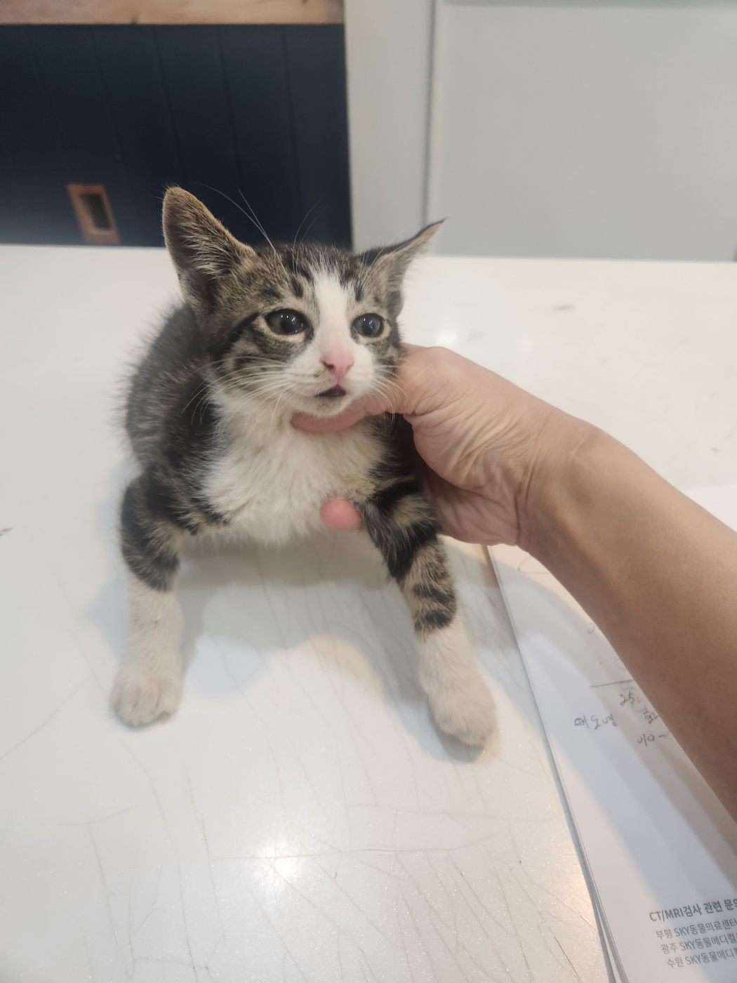 [고양이] 믹스묘 강원-정선-2025-00174 유기동물 배경 이미지 입니다.