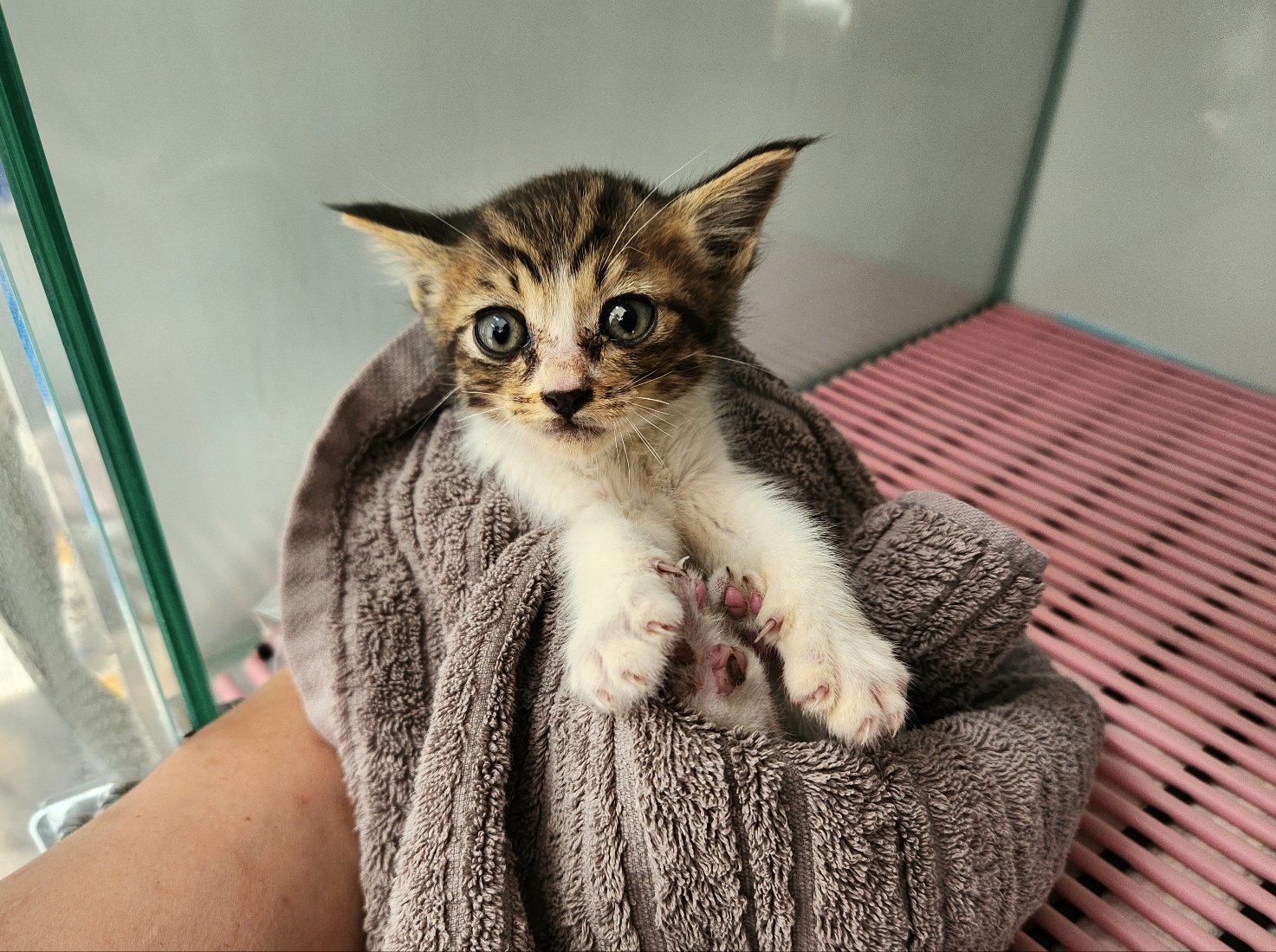 [고양이] 한국 고양이 경기-광주-2025-00300 유기동물 배경 이미지 입니다.