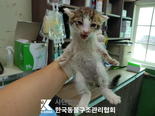 [고양이] 한국 고양이 서울-종로-2025-00058 유기동물 배경 이미지 입니다.