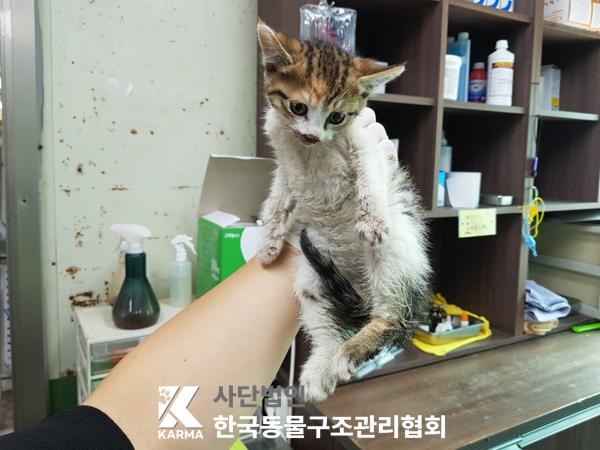 [고양이] 한국 고양이 경기-의정부-2025-00141 유기동물 배경 이미지 입니다.