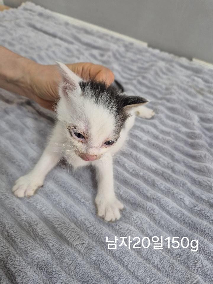 [고양이] 한국 고양이 충북-옥천-2025-00246 유기동물 배경 이미지 입니다.