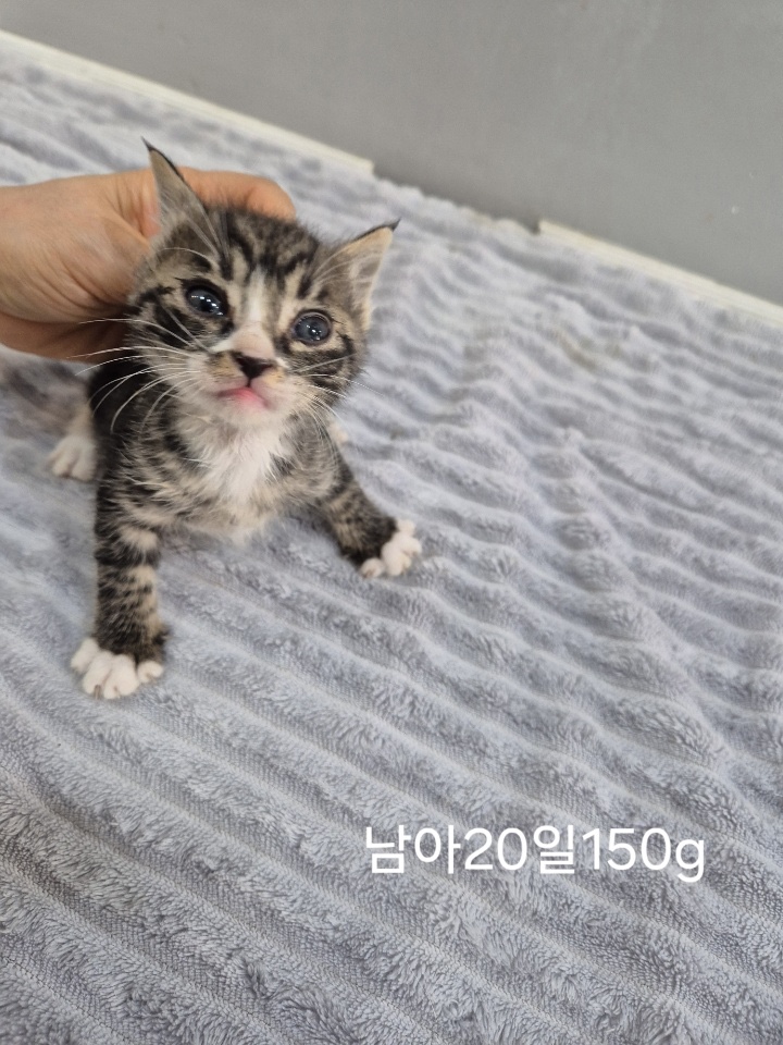 [고양이] 한국 고양이 충북-옥천-2025-00243 유기동물 배경 이미지 입니다.