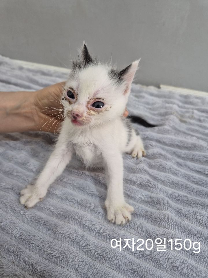 [고양이] 한국 고양이 충북-옥천-2025-00247 유기동물 배경 이미지 입니다.