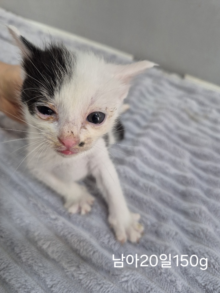 [고양이] 한국 고양이 충북-옥천-2025-00245 유기동물 배경 이미지 입니다.