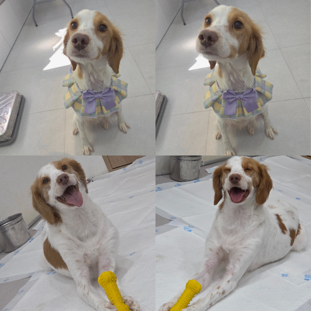 반려동물 입양센터_447508202500768