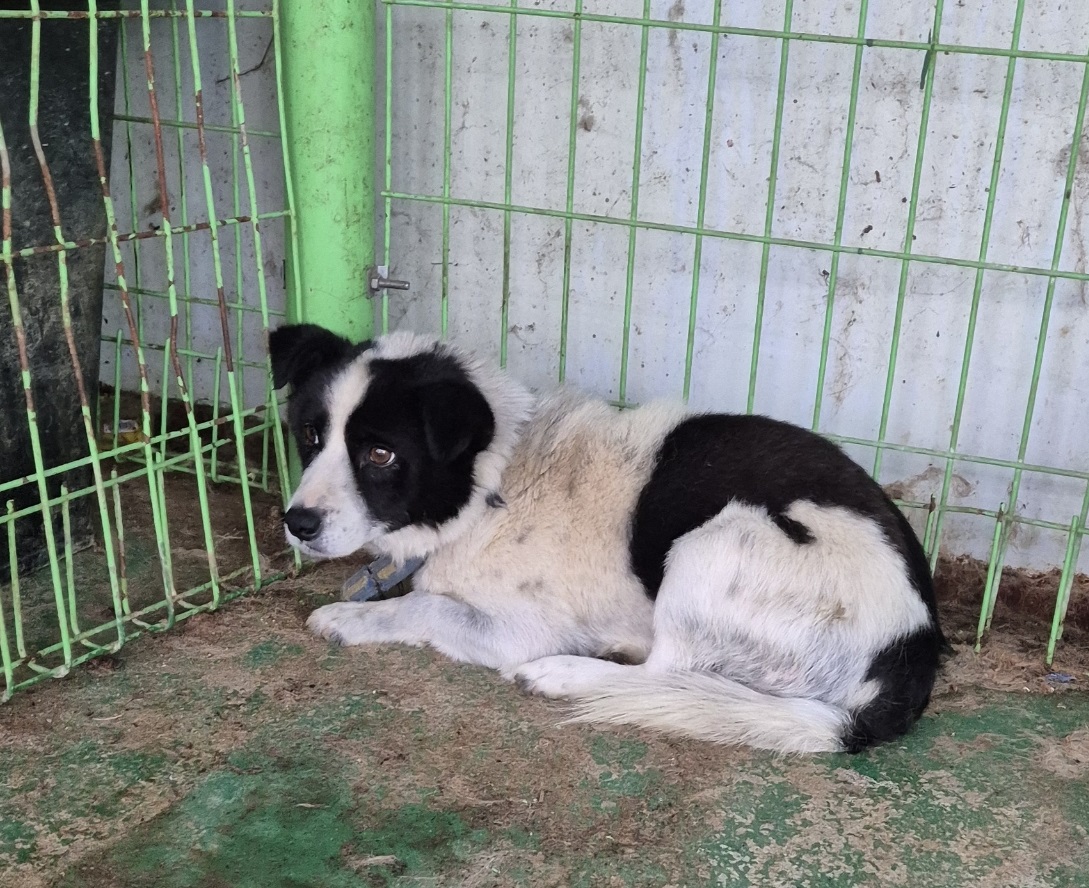 봉화군유기동물보호소_447524202500048