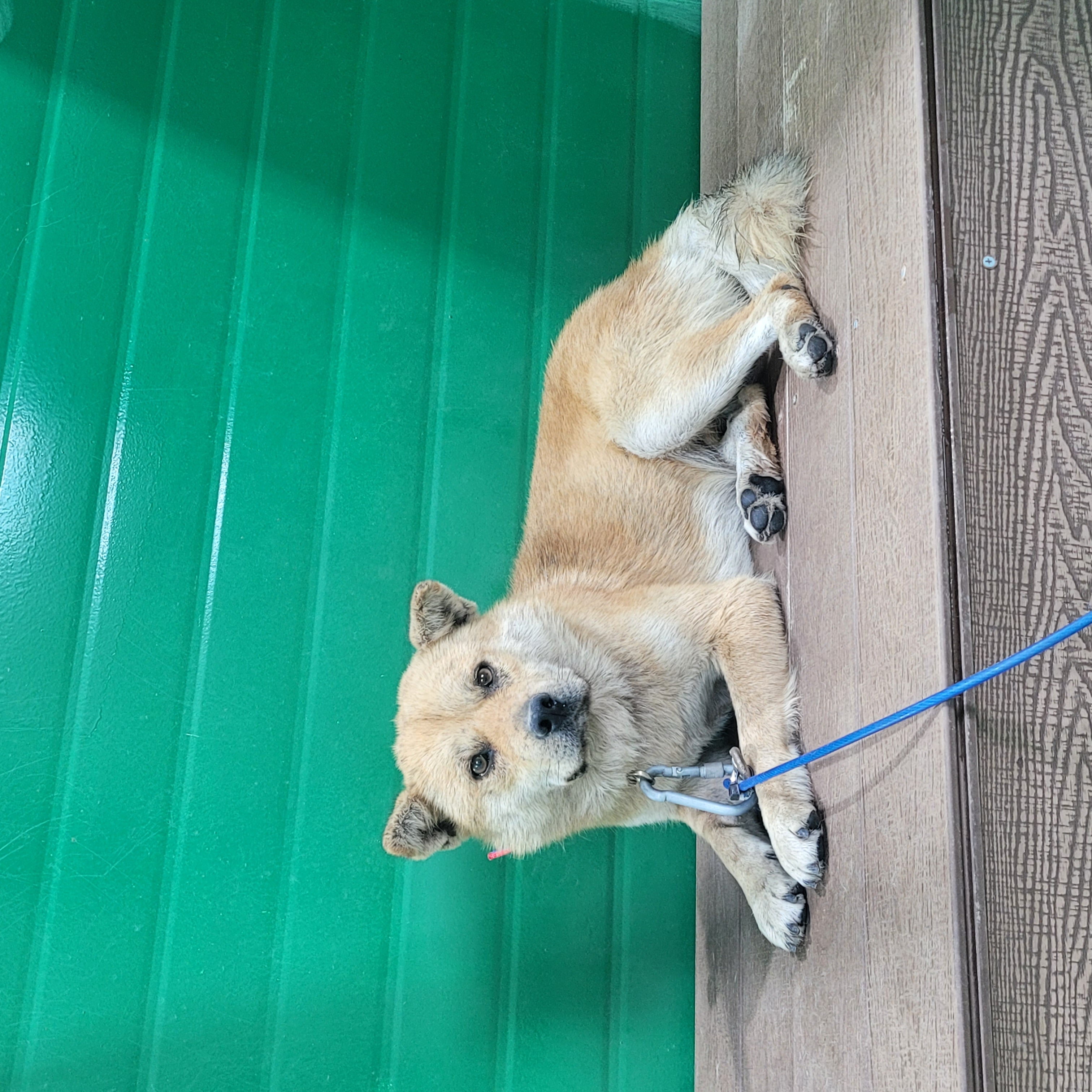 사천시 동물보호센터_448534202501098