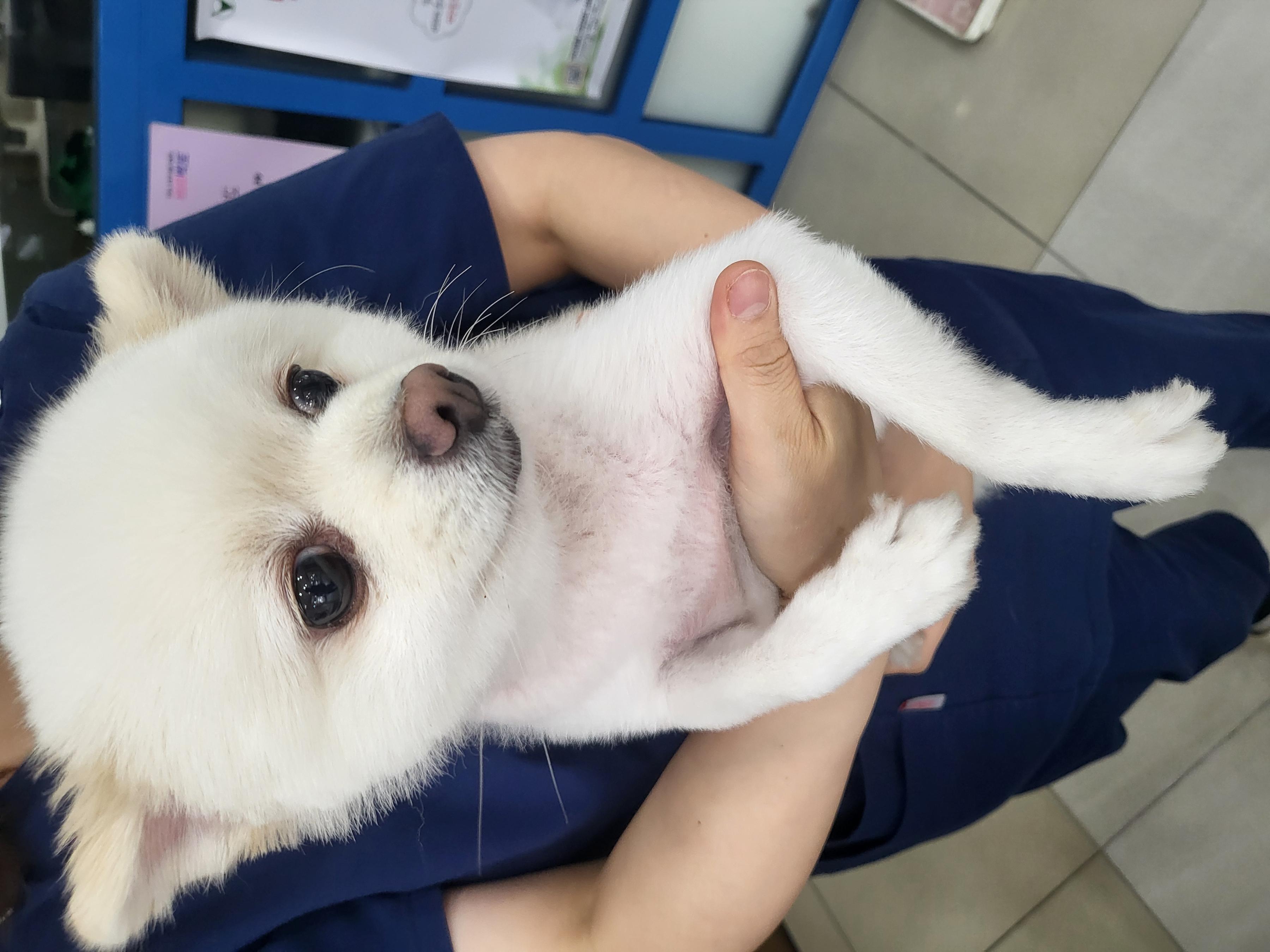경기 평택 지산동에서 포메라니안 발견 보호