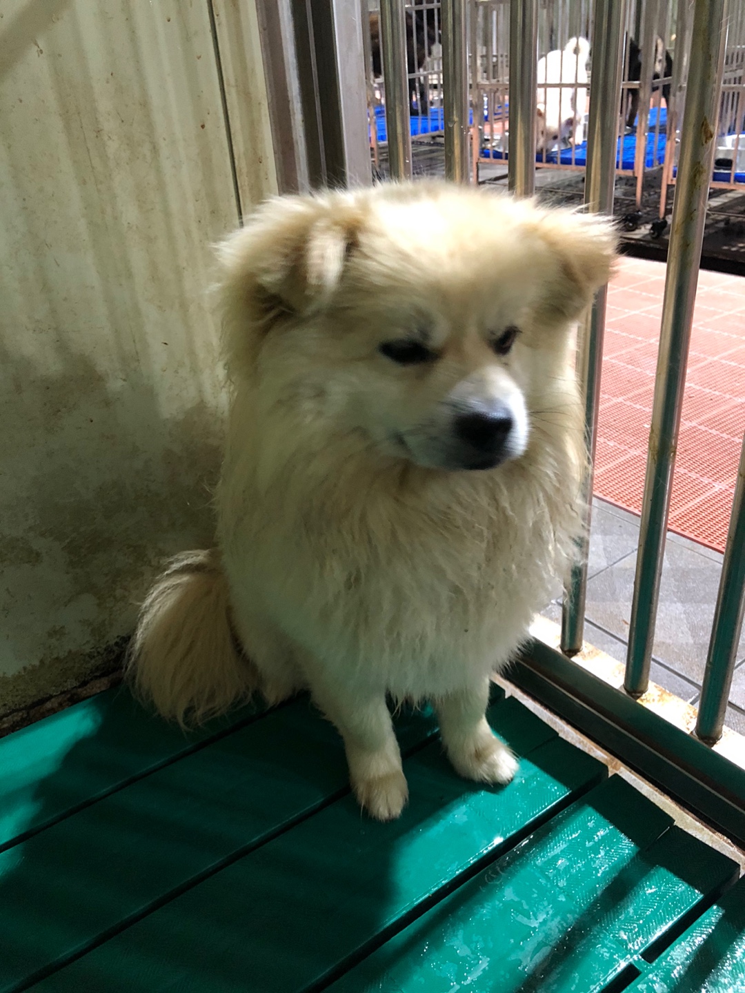 디디동물병원_428357202500716