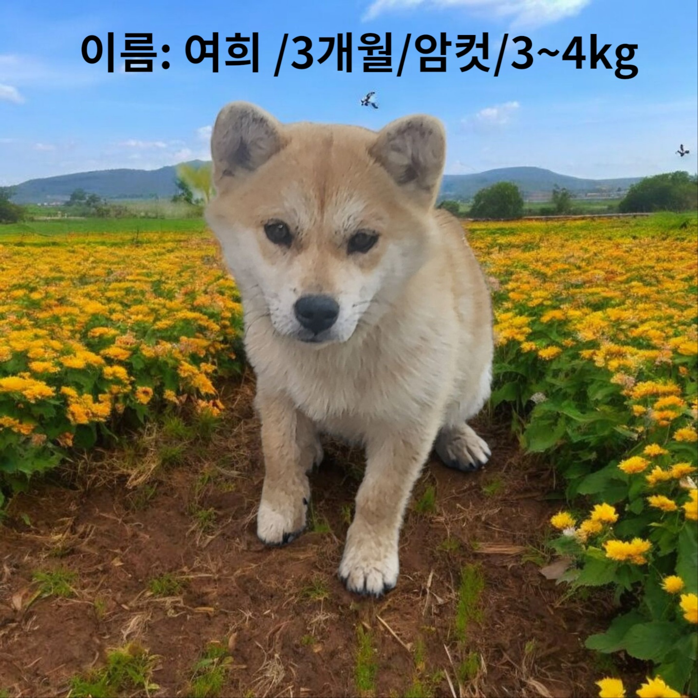 성주유기동물보호센터_447521202500266