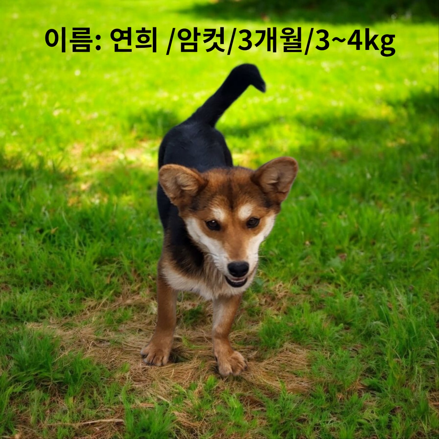 성주유기동물보호센터_447521202500268