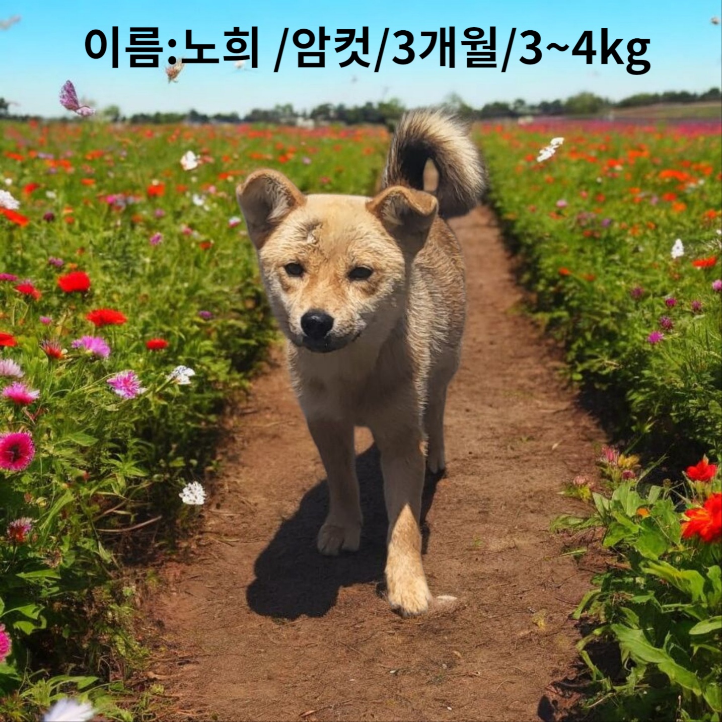 성주유기동물보호센터_447521202500267