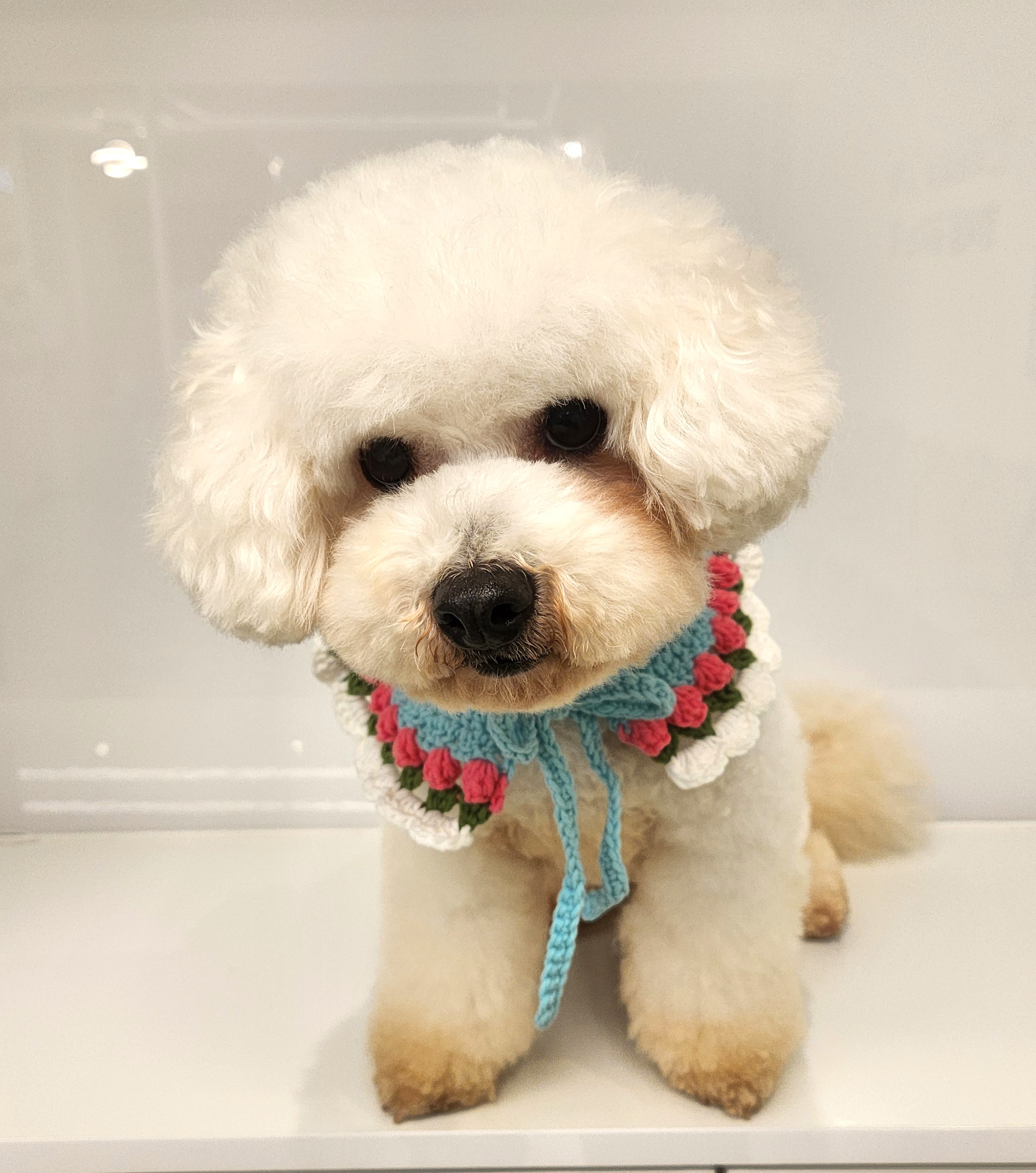 경기 광명 용인시에서에서 비숑 프리제 발견 보호