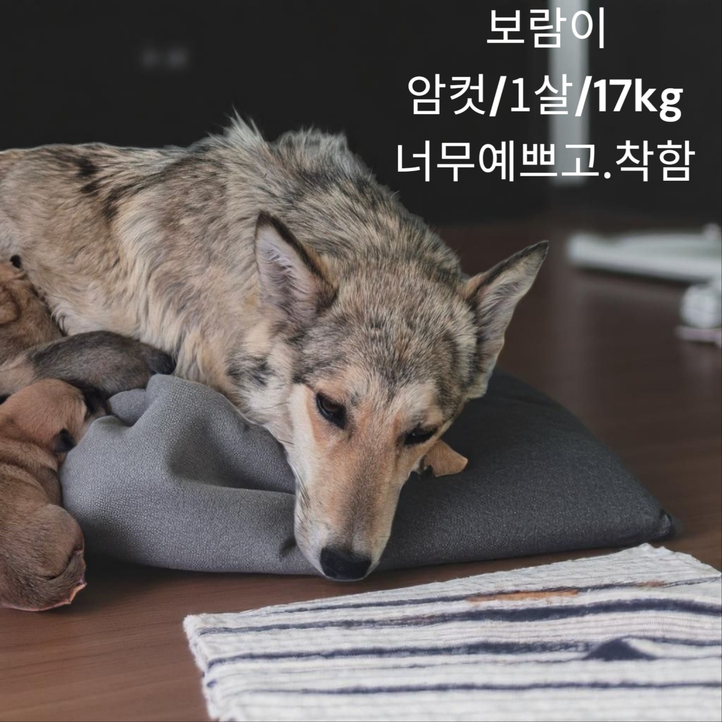 경북 성주 성주읍에서 시베리안 허스키 발견 보호