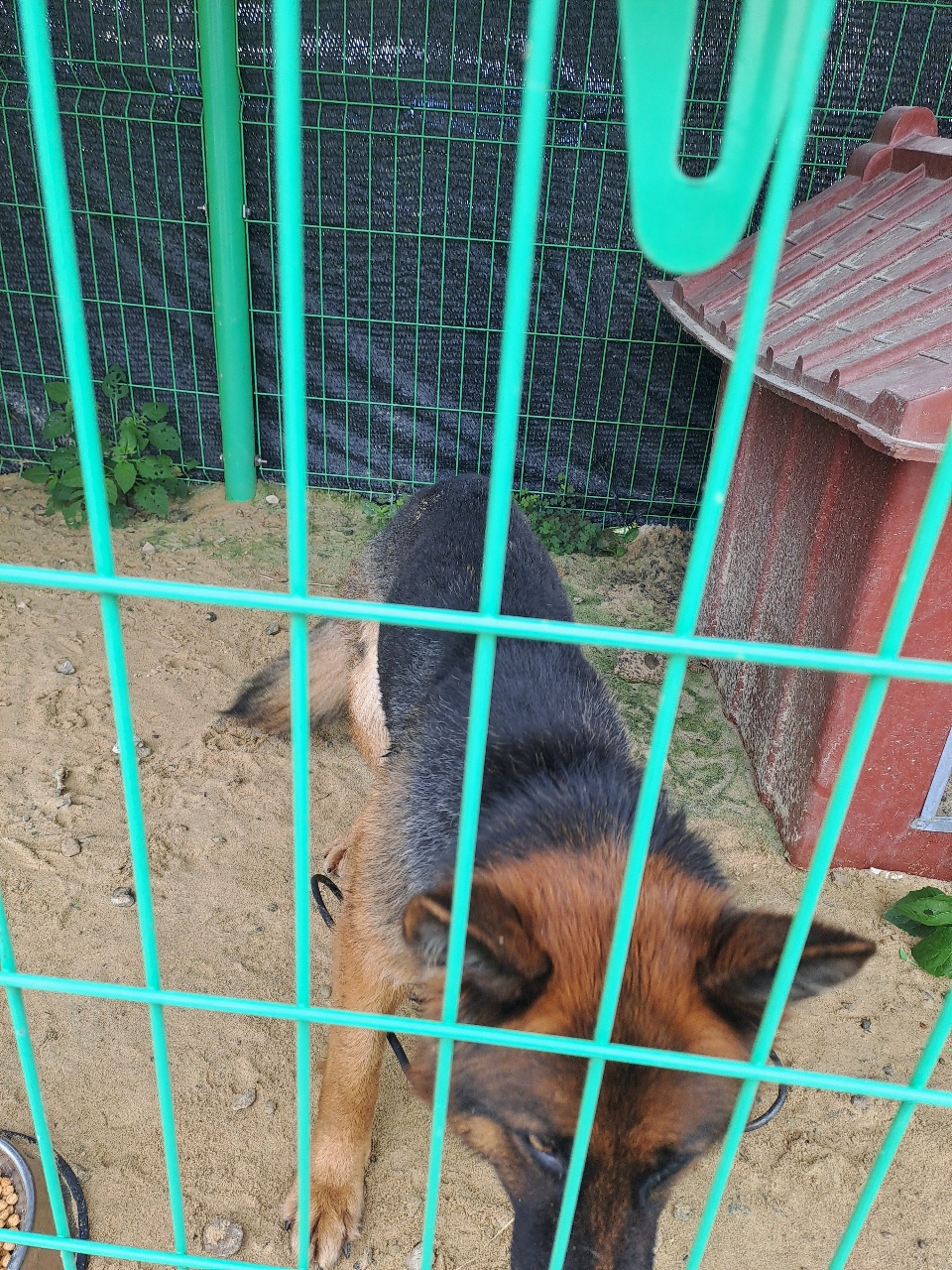 전북 완주 삼례읍에서 저먼 셰퍼드 독 발견 보호