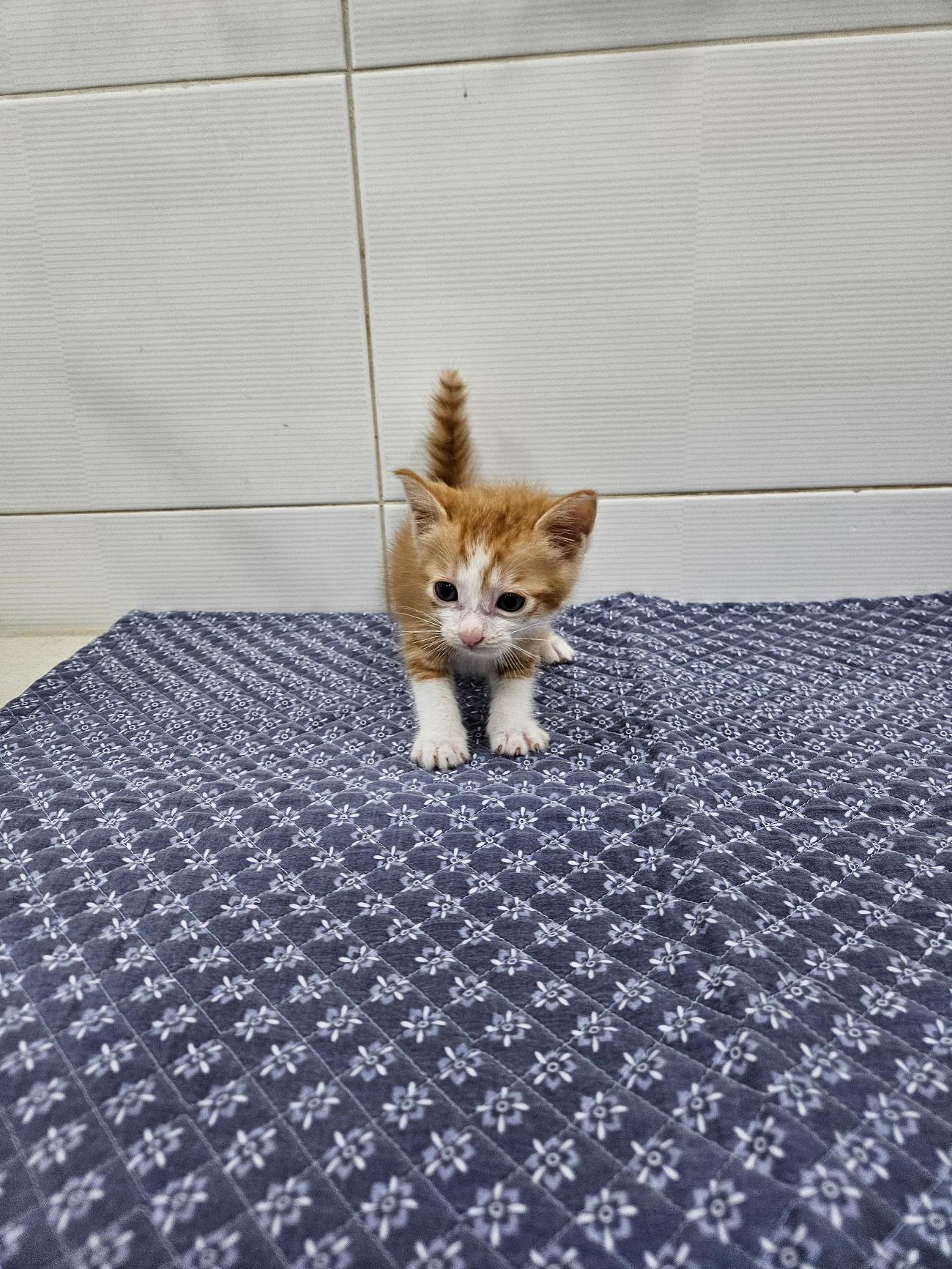종료(입양) 한국 …