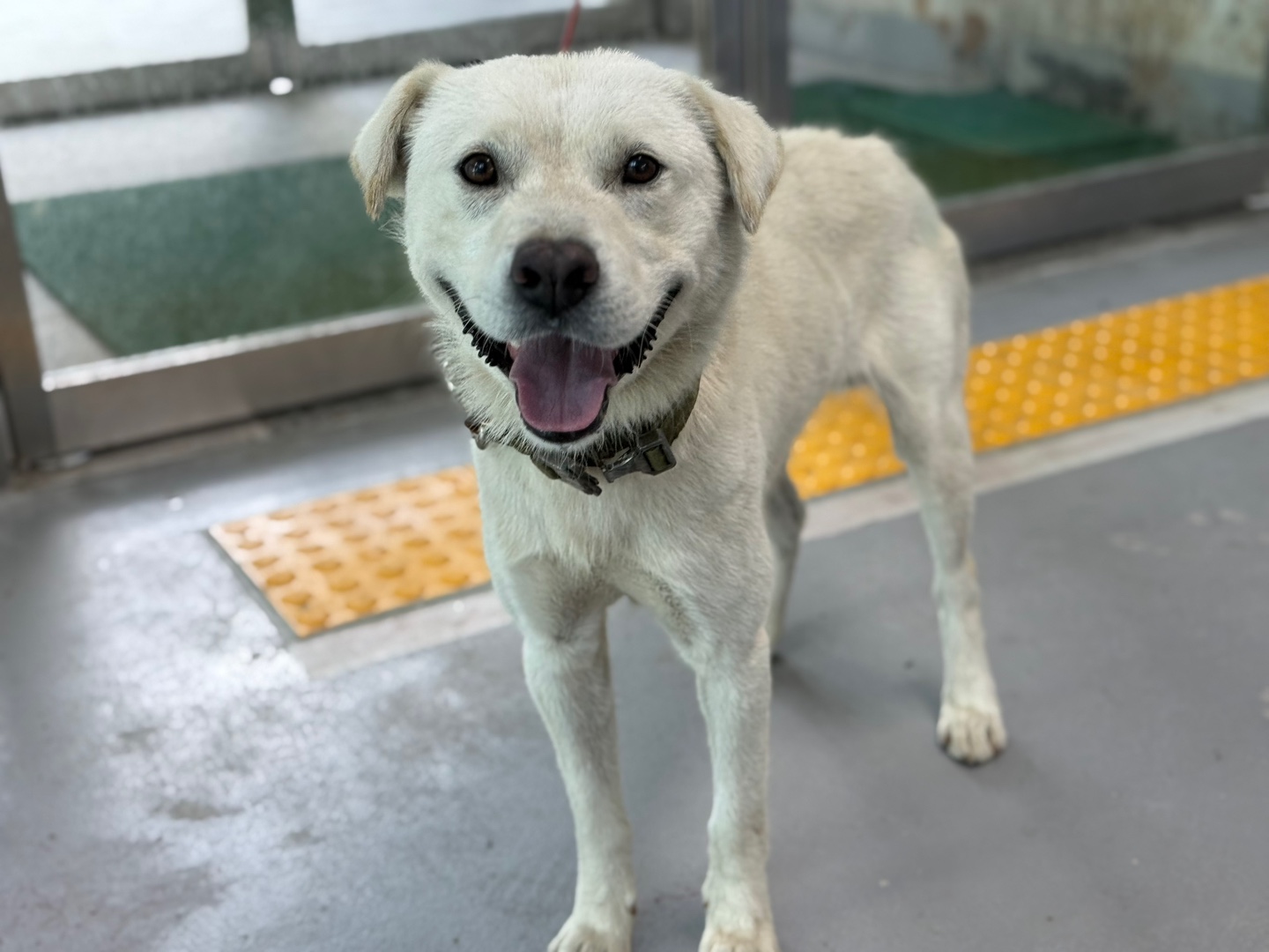 광주동물보호센터_429363202500612