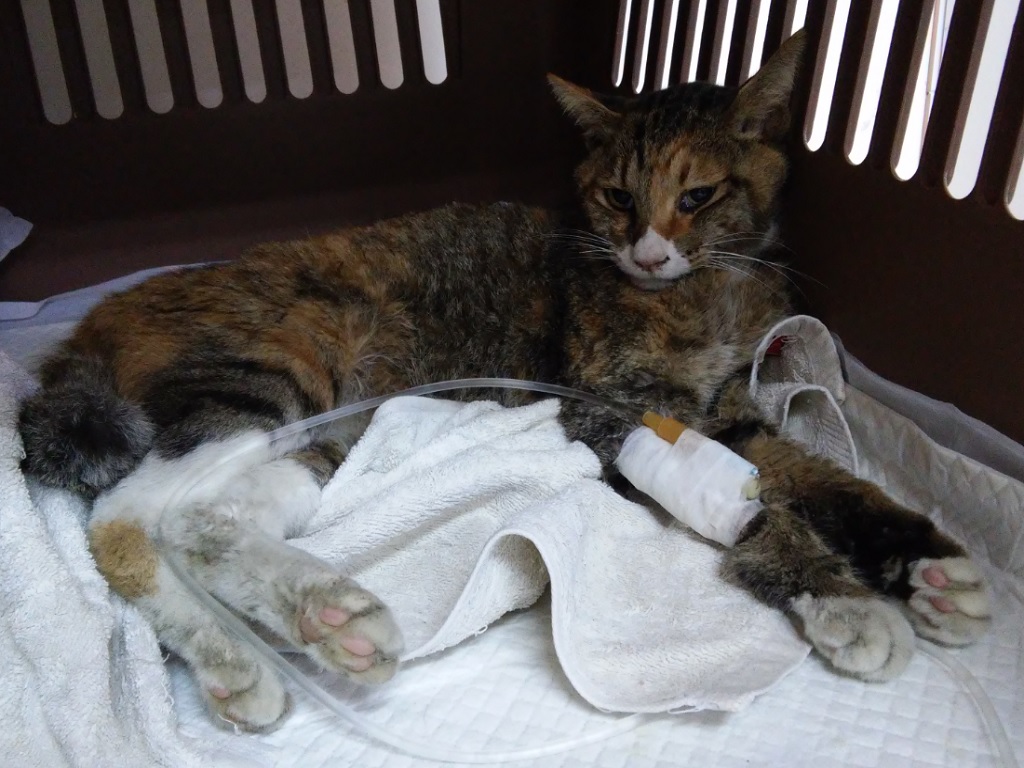 보호중 한국 고양이…