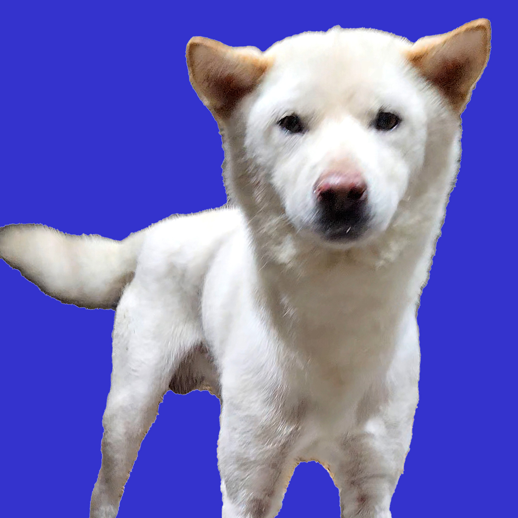 상주시 동물보호센터_447511202501001