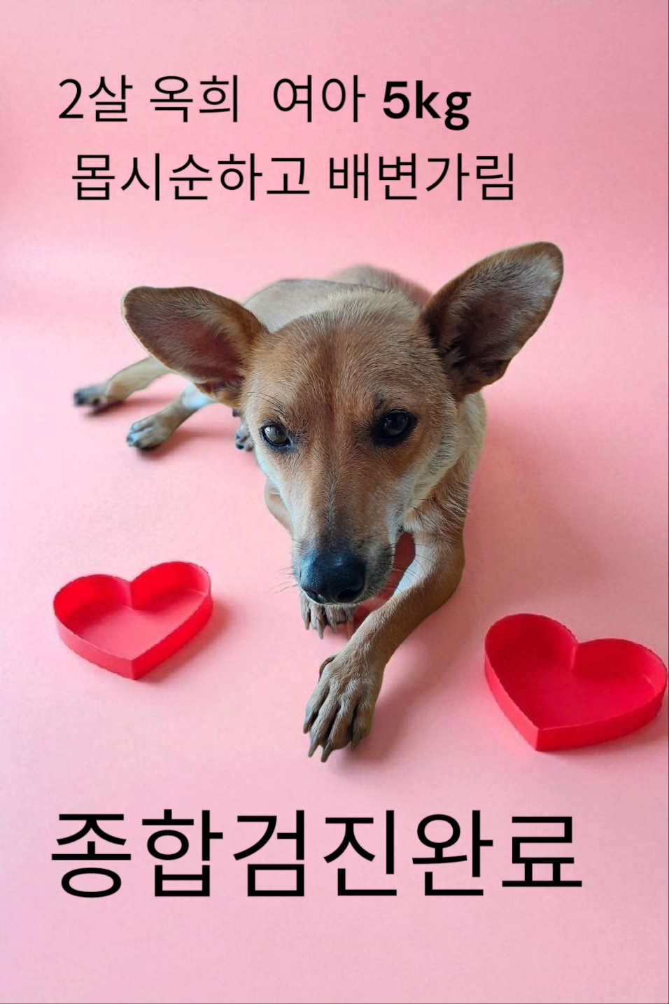 보호중 믹스견의 가…
