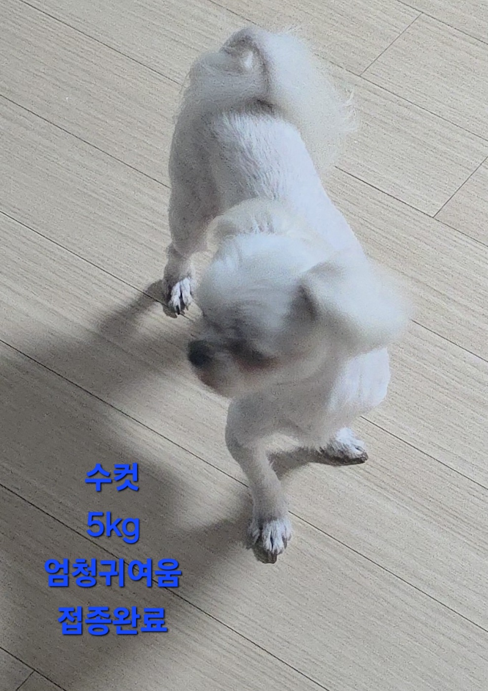 보호중 말티즈의 가…