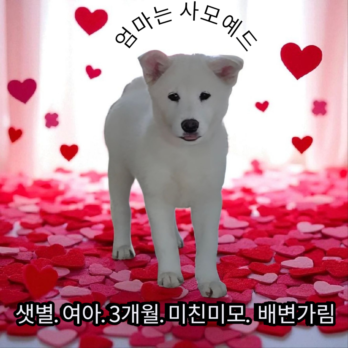 종료(입양) 기타의…