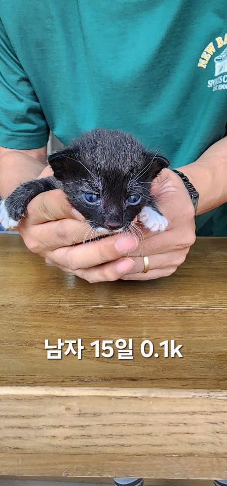 종료(입양) 한국 …