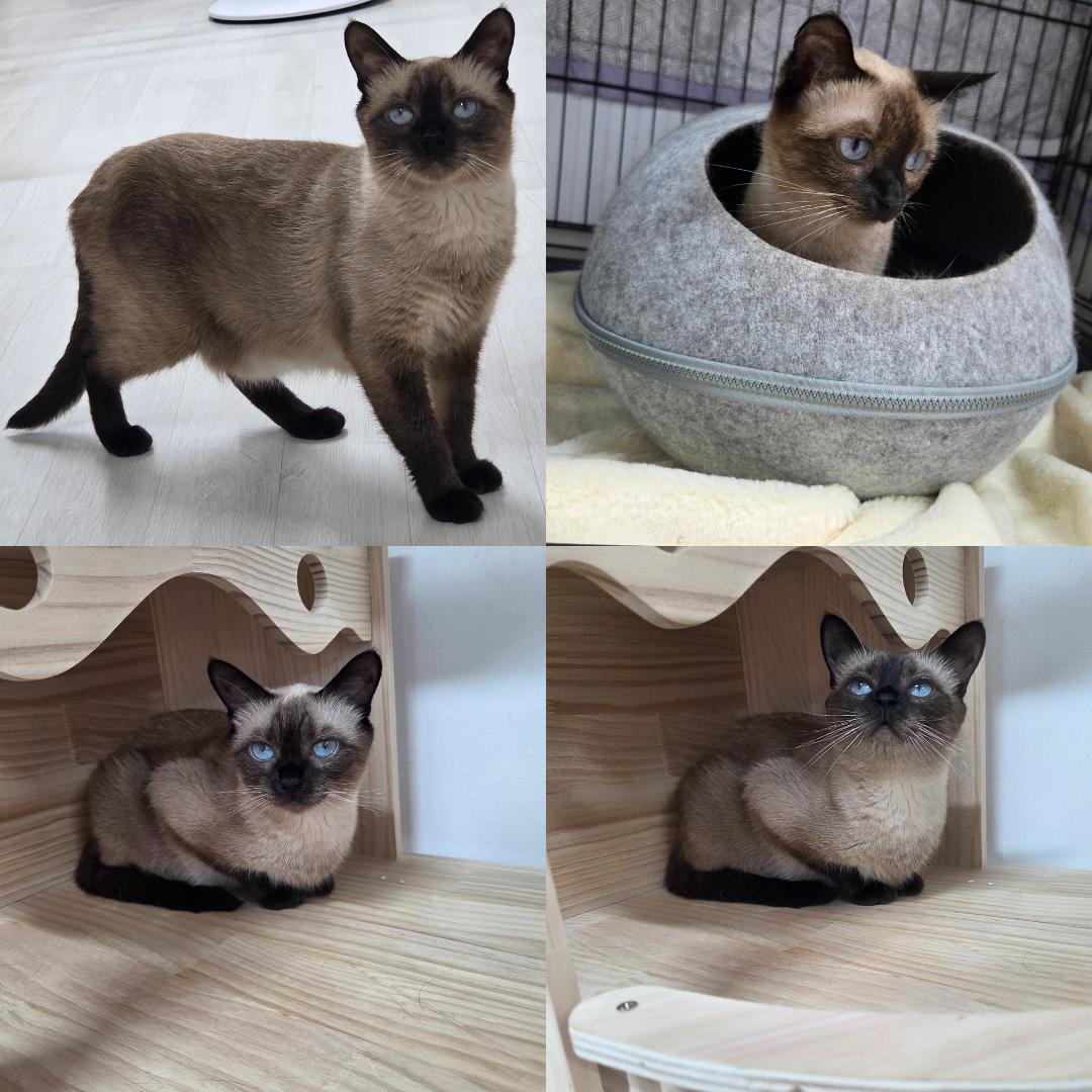 종료(입양) 샴의 …