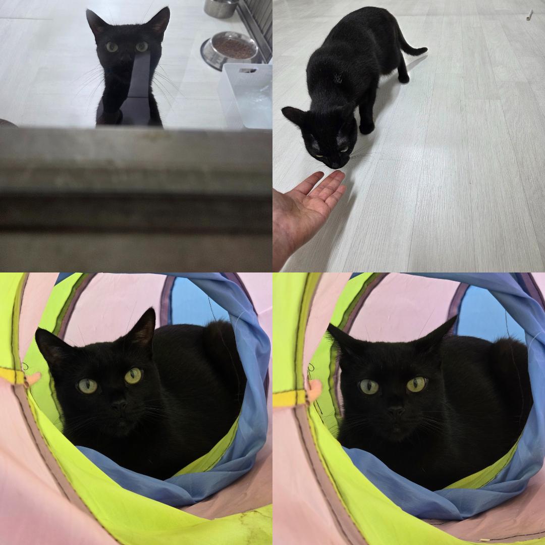 반려동물 입양센터_447508202500890