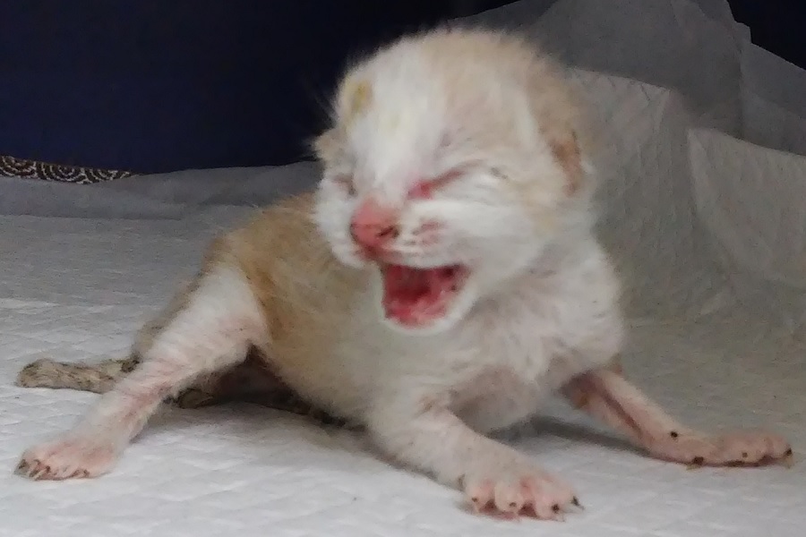 보호중 한국 고양이…