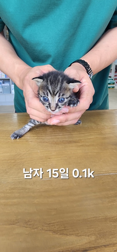 종료(입양) 한국 …