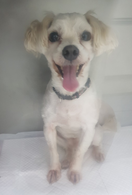 조재진동물병원_428354202500719