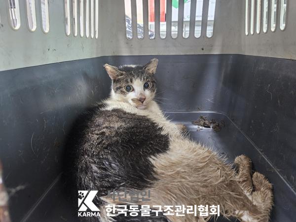 한국동물구조관리협회_441398202500378