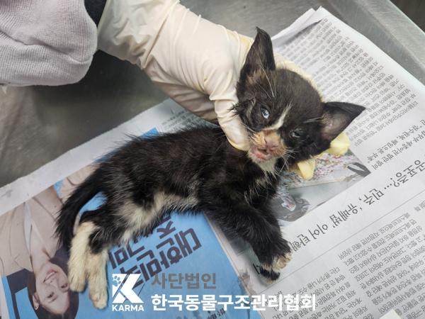 한국동물구조관리협회_411322202500439