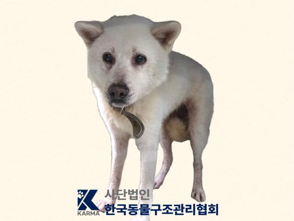 종료(반환) 믹스견…