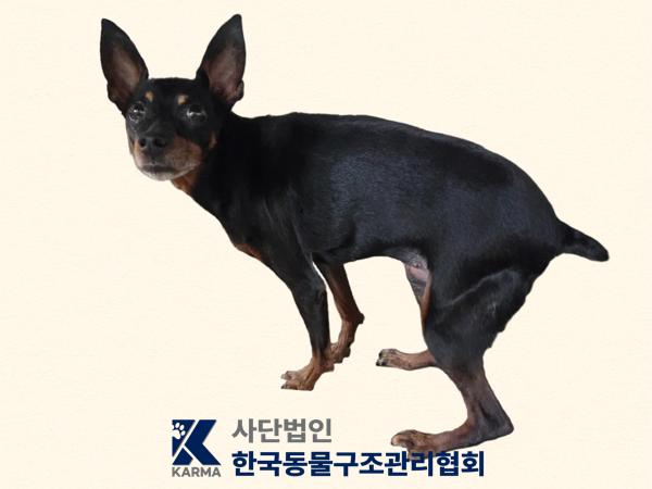 보호중 미니어쳐 핀…