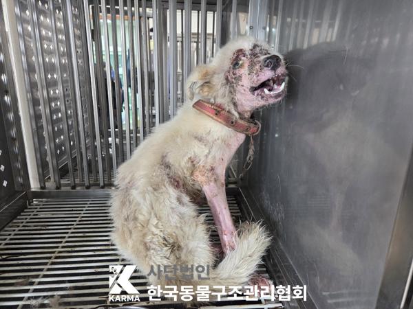 종료(입양) 믹스견…